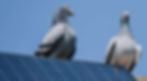 Birds Rest on Solar Panel
